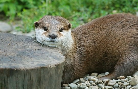 カワウソのカメラ目線